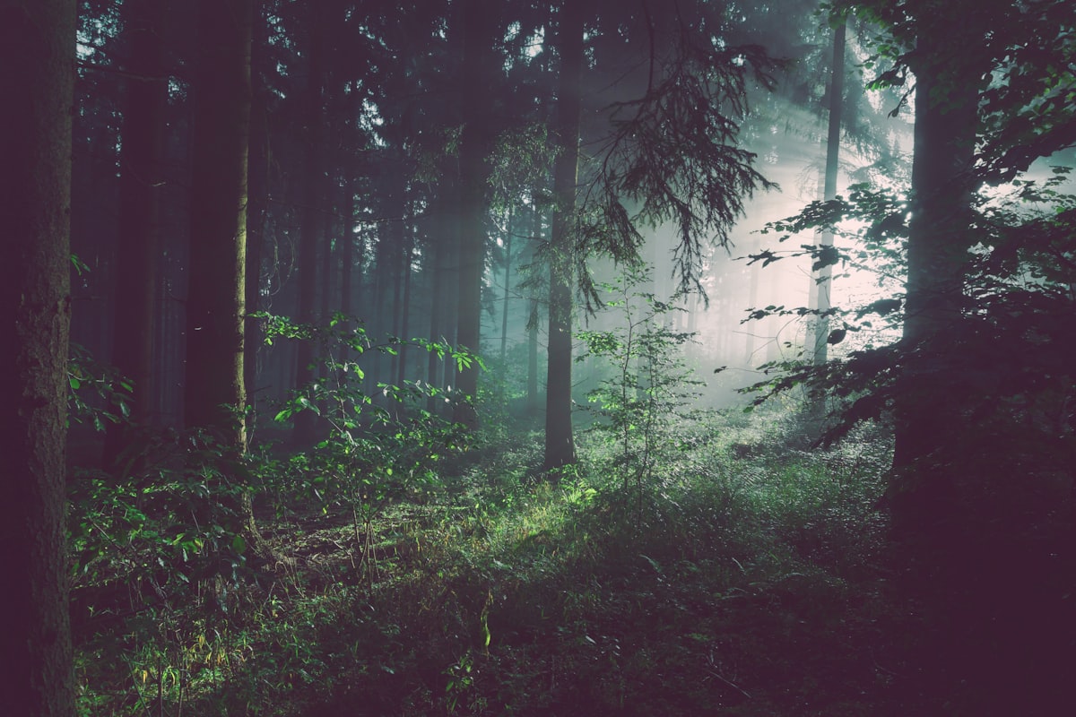 Responsible Forestry and Circular Design: Our 2026 Sustainability Roadmap